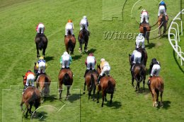 Pferdesport Reiten Galopp